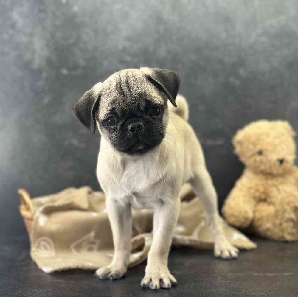 carousel pet images