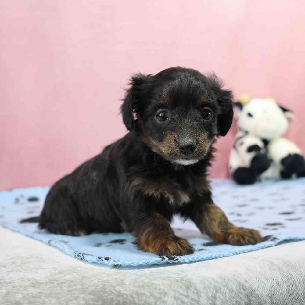 Female Doxiepoo Puppy for Sale in Millersburg, IN