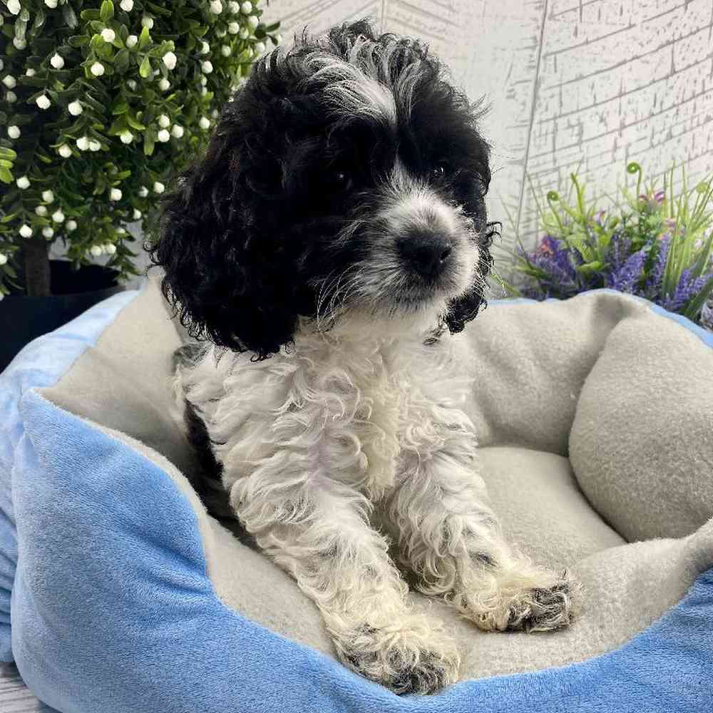 carousel pet images