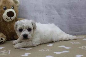 Bichon
