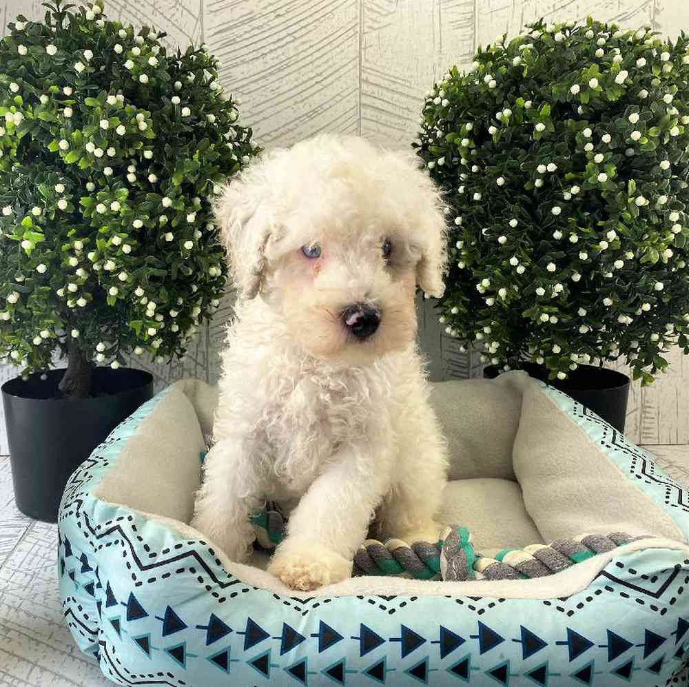 carousel pet images