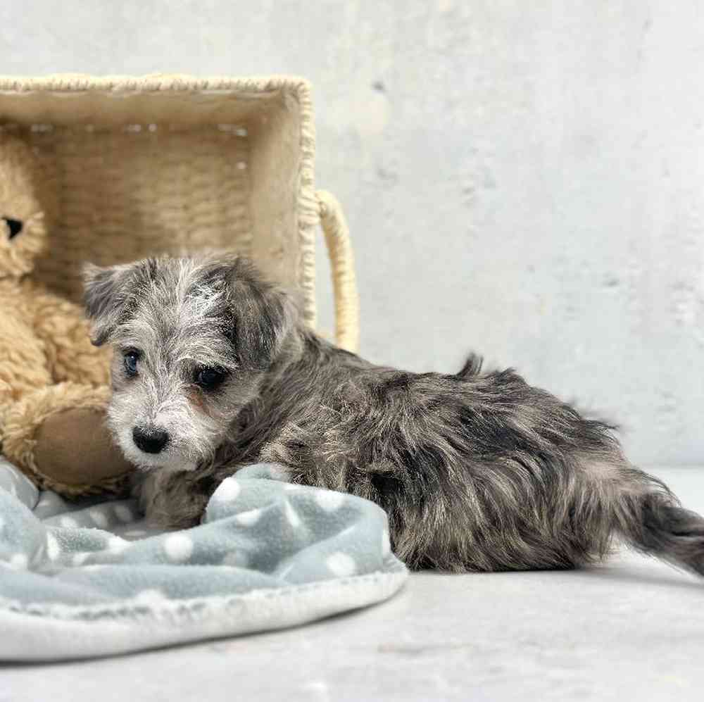 Female Westipoo Puppy for Sale in Millersburg, IN