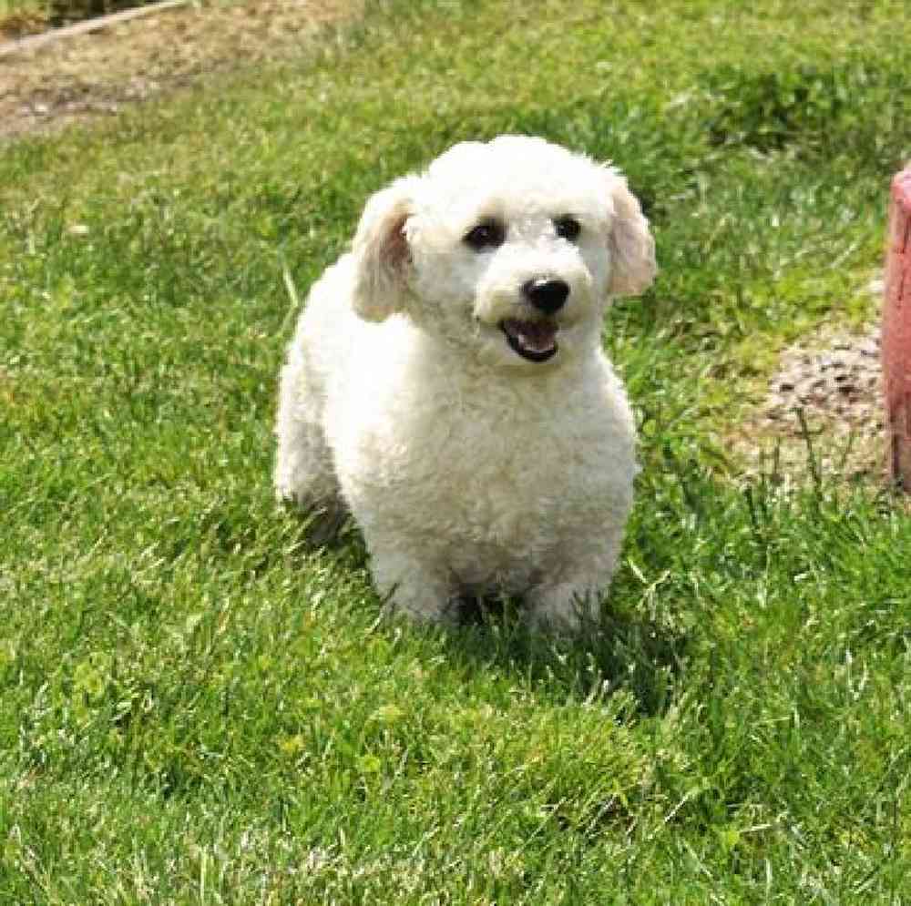 carousel pet images