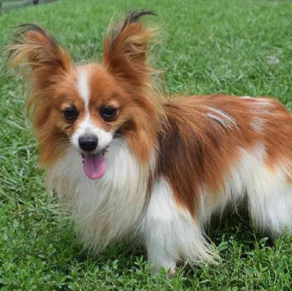 carousel pet images