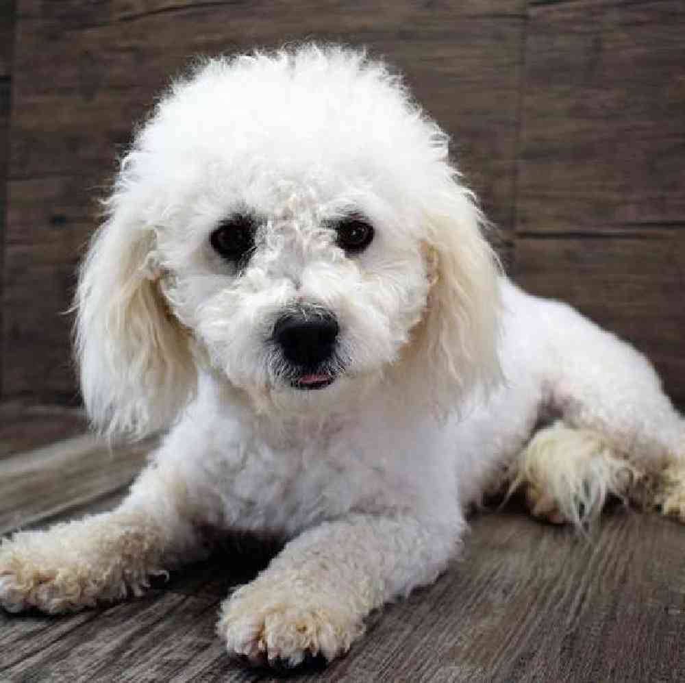 carousel pet images