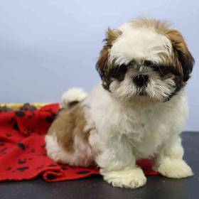 Shih Tzu