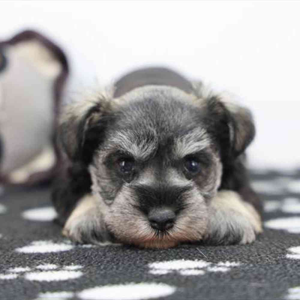 Image of a pet breed in the gallery