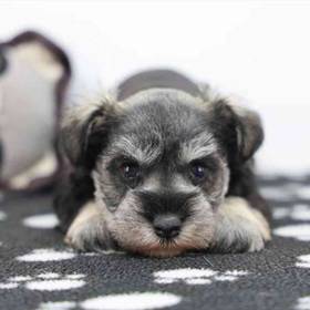 Mini Schnauzer