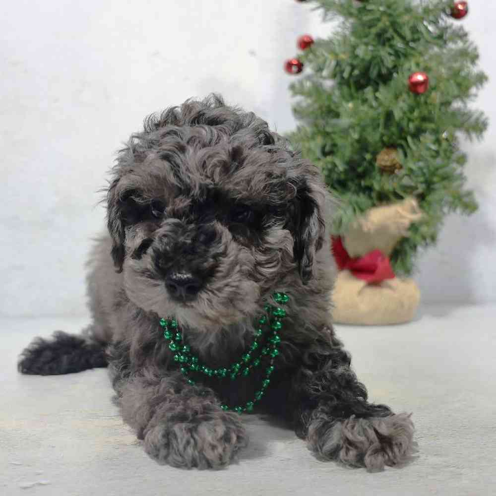 carousel pet images