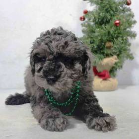 Mini Poodle