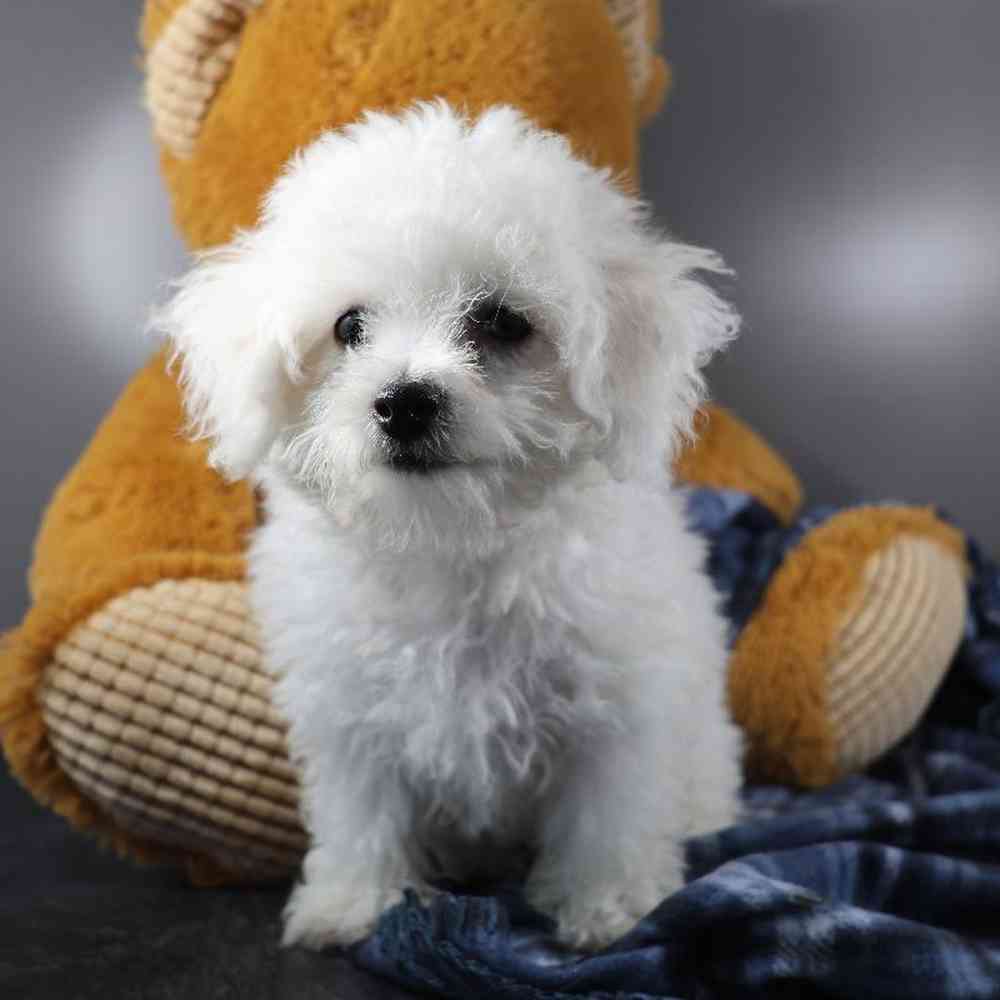 Male Bichon Puppy for Sale in Millersburg, IN