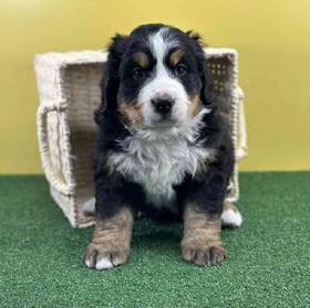 Bernese Mountain Dog