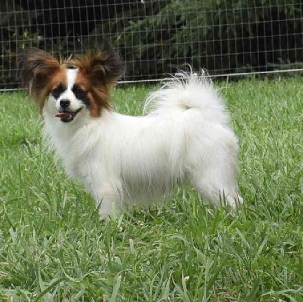carousel pet images