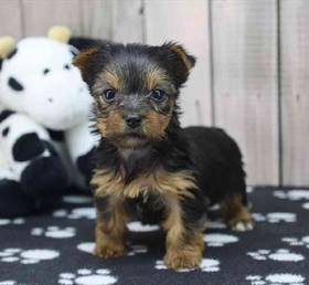 Yorkie
