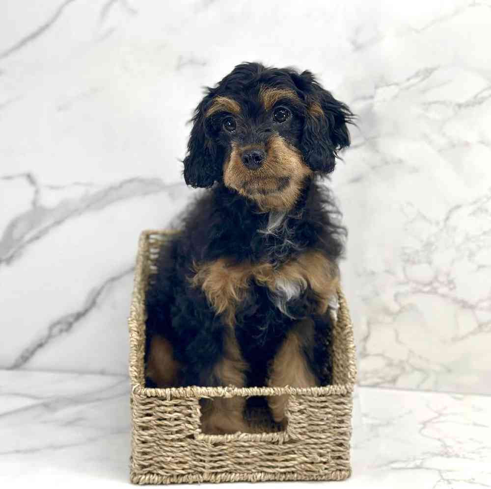 Female Cavapoo Puppy for Sale in Millersburg, IN