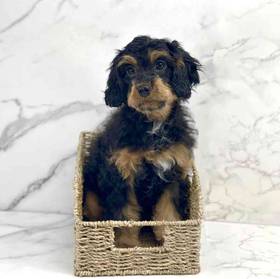 Cavapoo