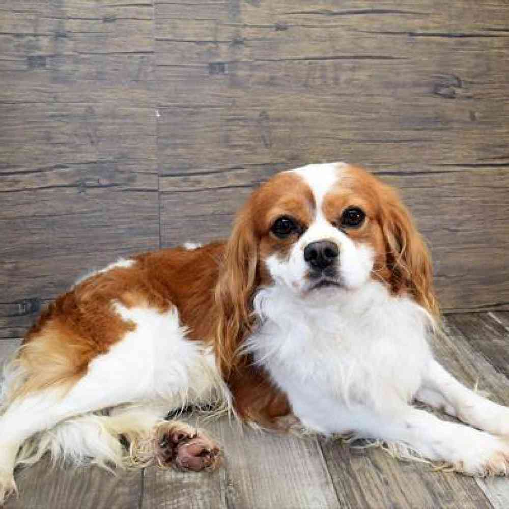 Female Cavalier King Charles Spaniel Puppy for Sale in Millersburg, IN