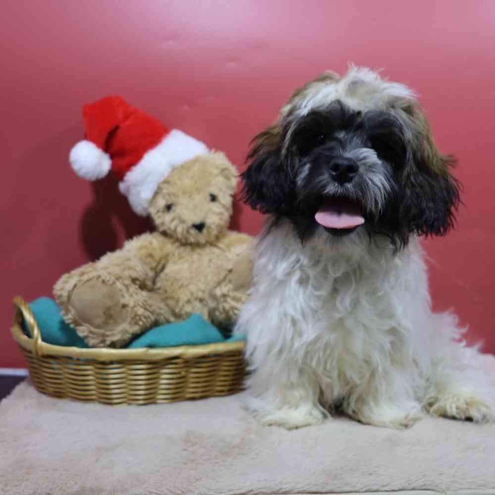 carousel pet images
