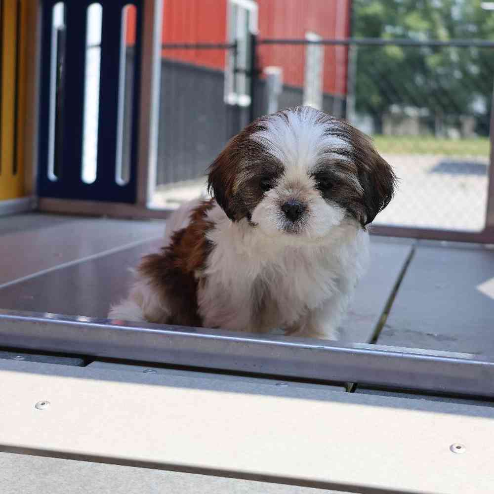 Male Shih Tzu Puppy for Sale in Millersburg, IN