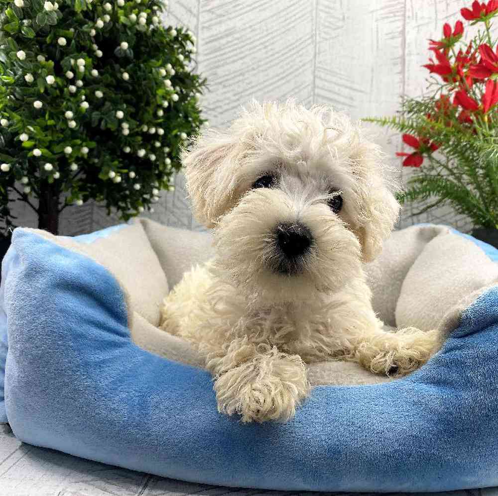 carousel pet images
