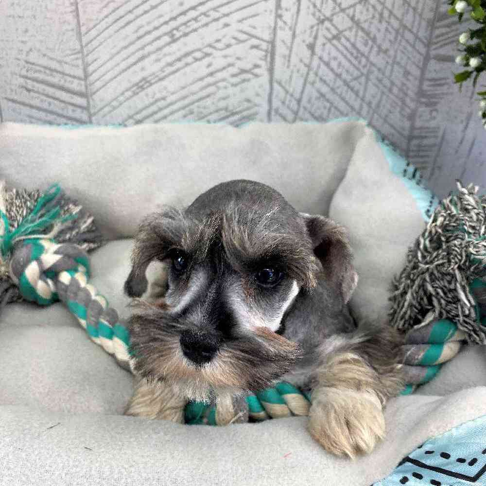 Female Mini Schnauzer Puppy for sale