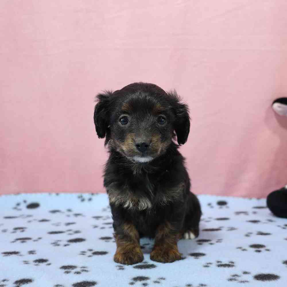 Female Doxiepoo Puppy for Sale in Millersburg, IN