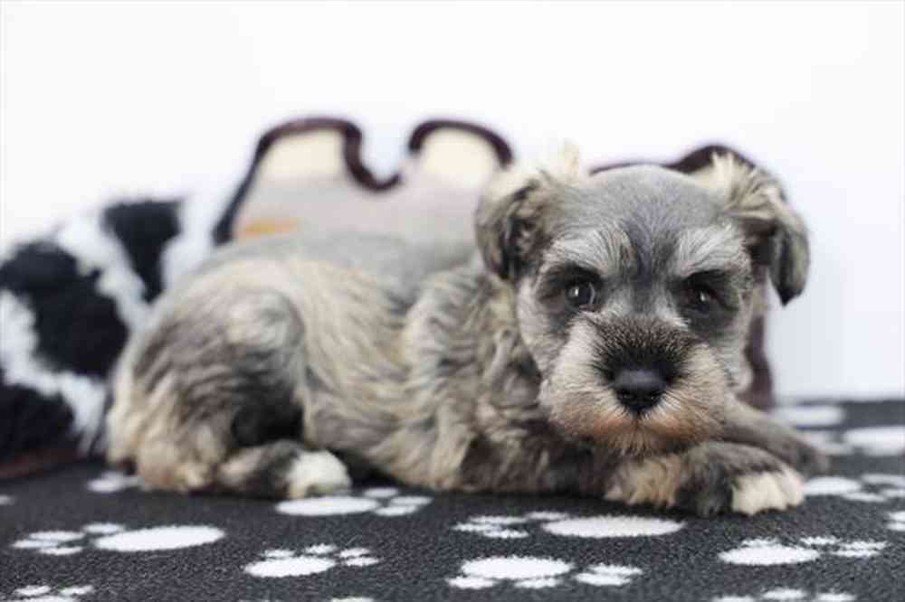 carousel pet images