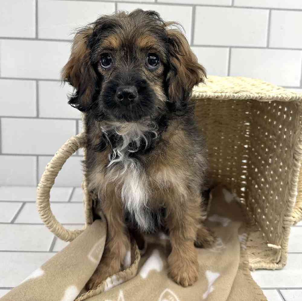 carousel pet images