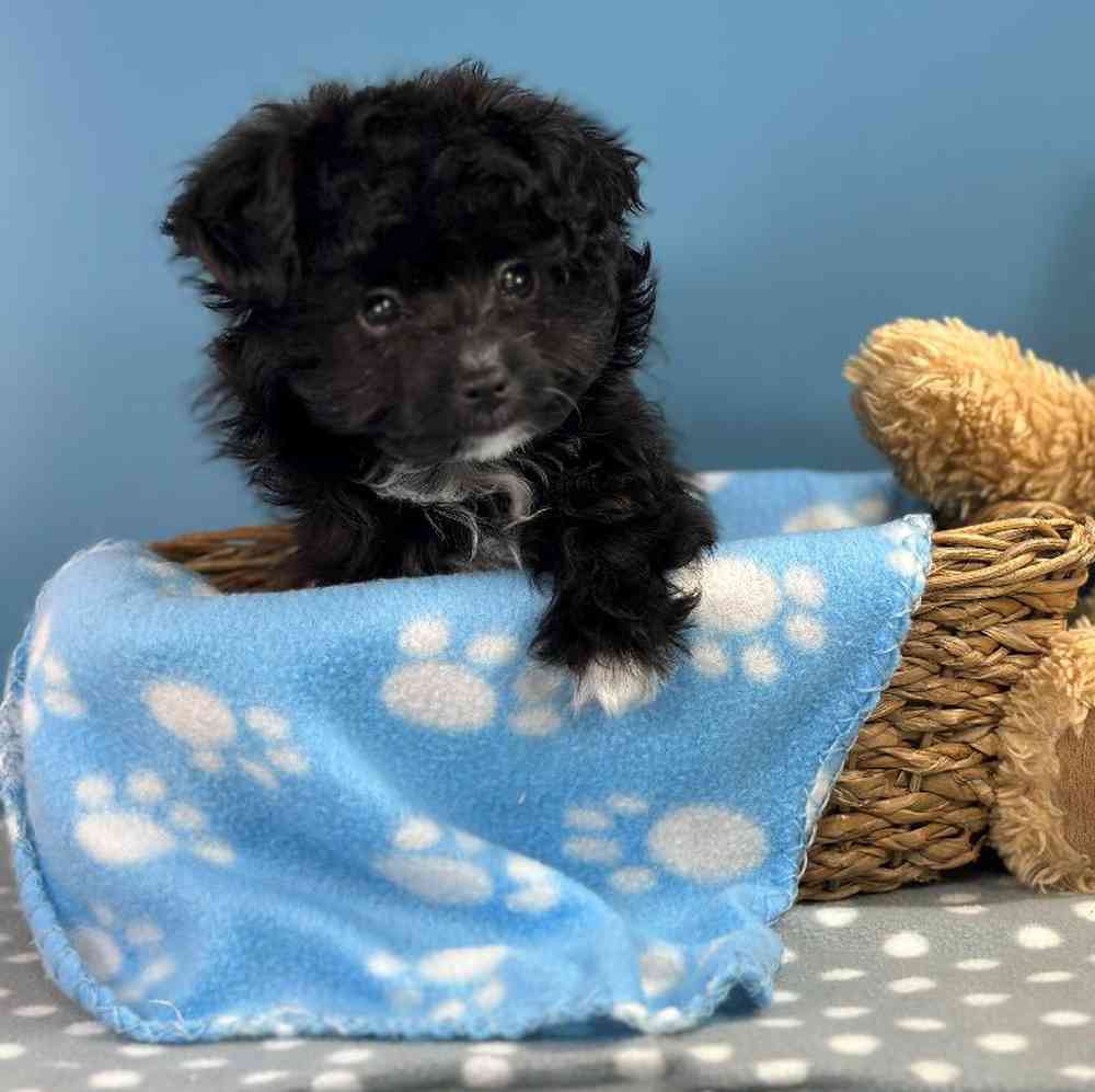 Male Papillon-Toy Poodle Puppy for Sale in Millersburg, IN