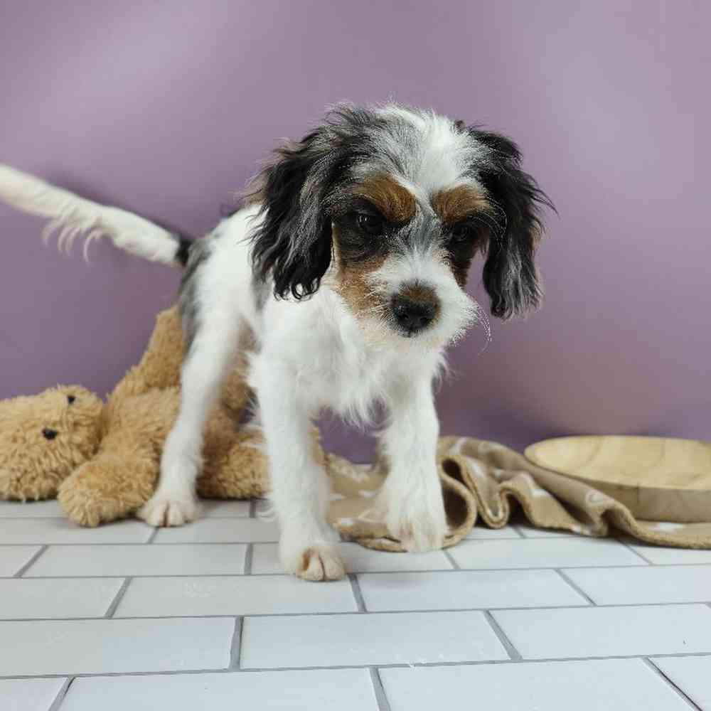 carousel pet images