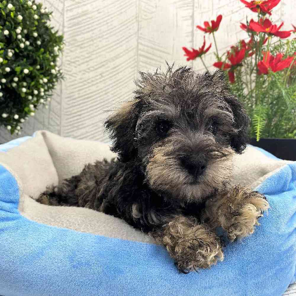 carousel pet images