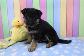 German Shepherd