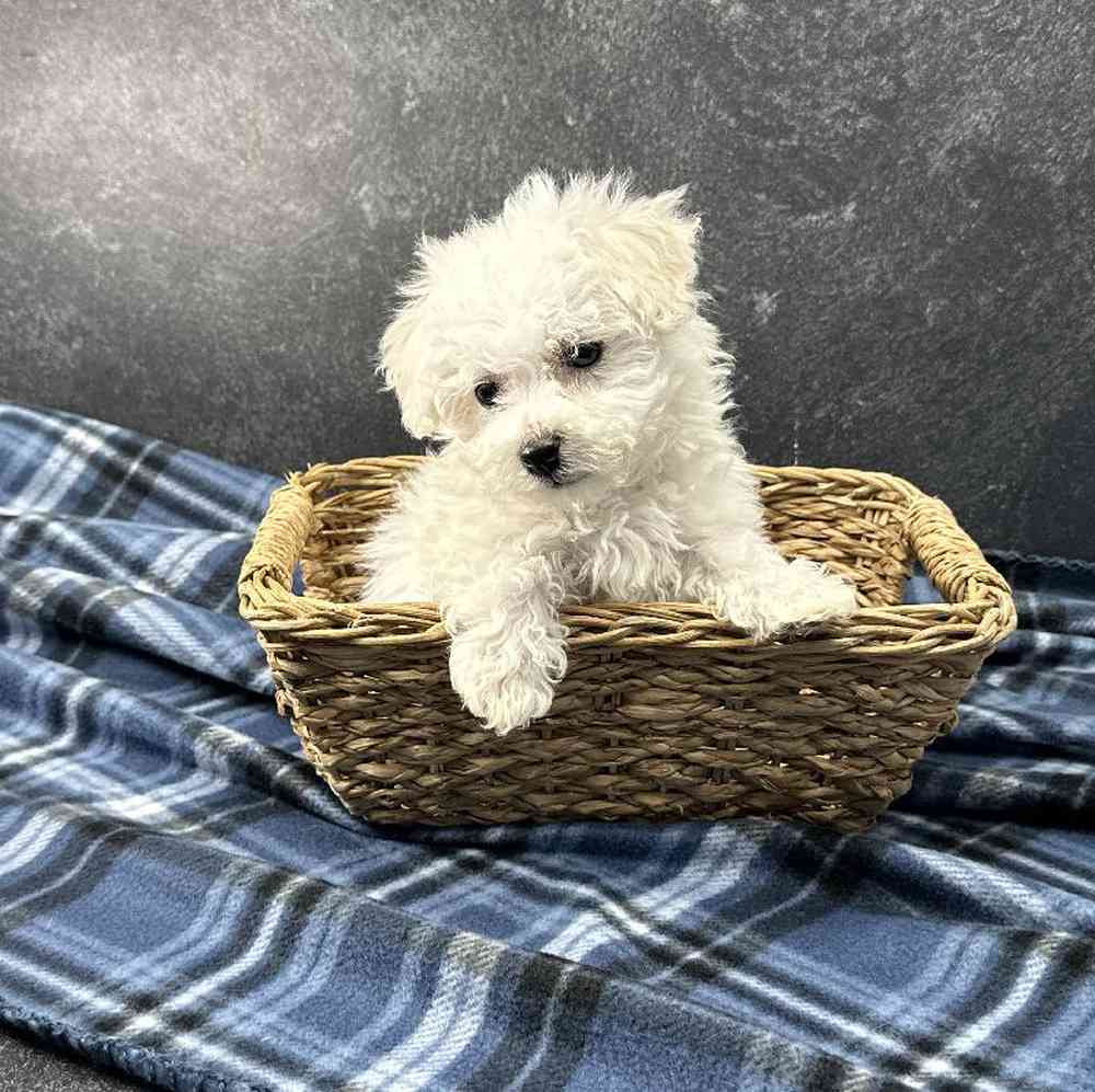 Male Bichon Puppy for Sale in Millersburg, IN