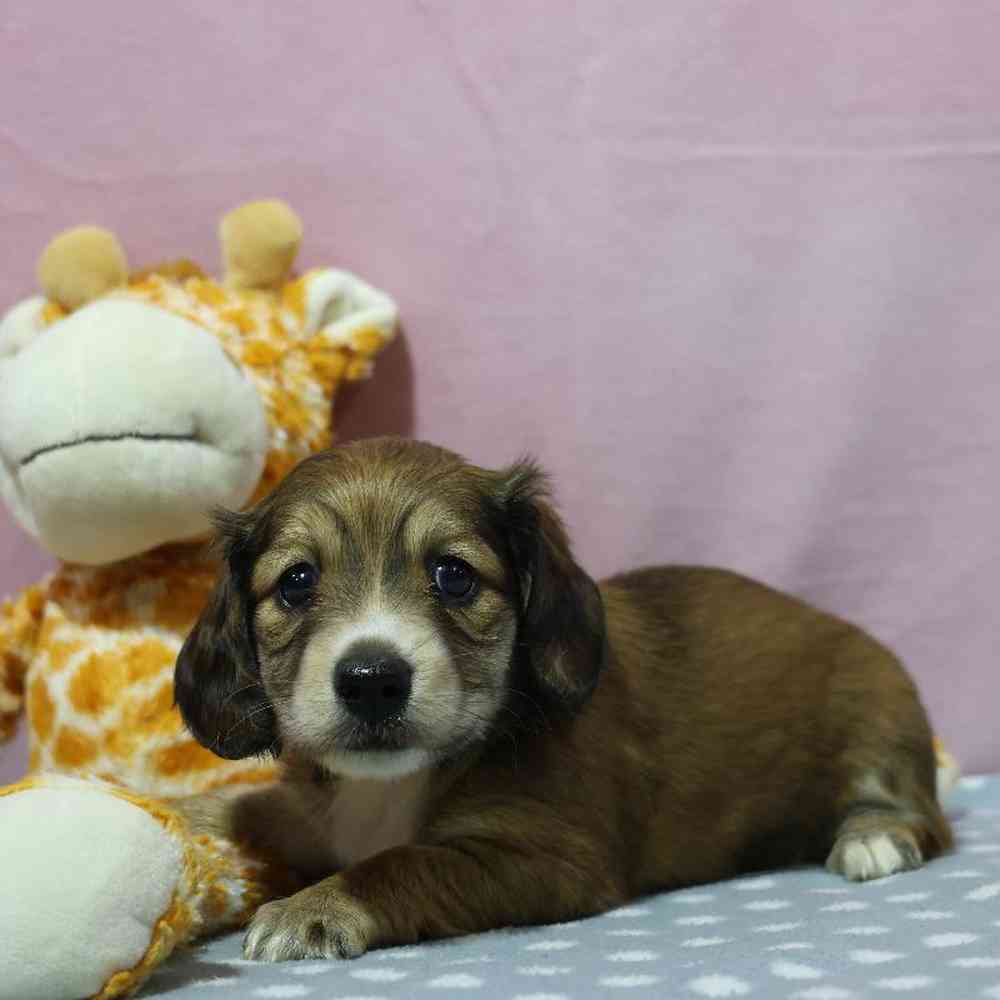carousel pet images