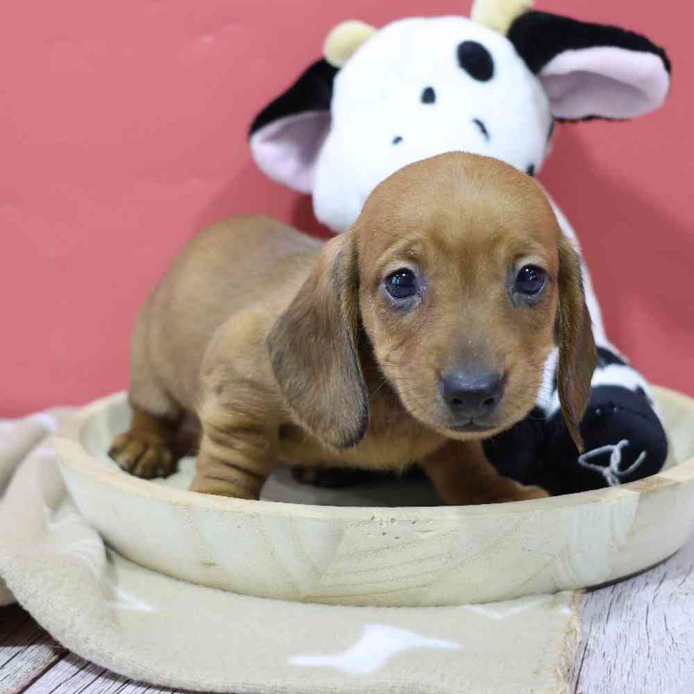 Female Dachshund Puppy for Sale in Millersburg, IN