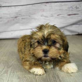 Shorkie