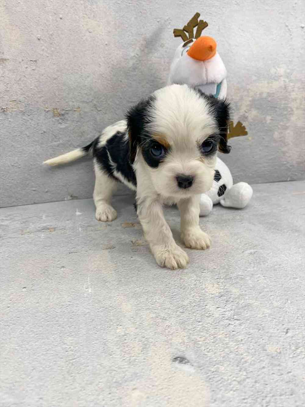 carousel pet images