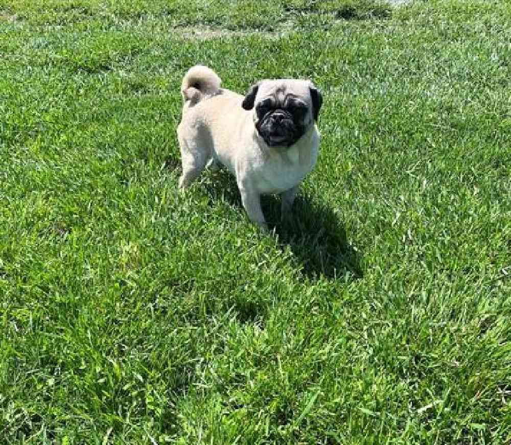 carousel pet images