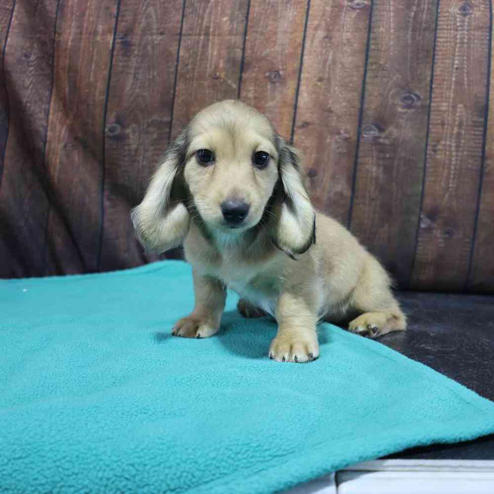 Female Dachshund Puppy for Sale in Millersburg, IN