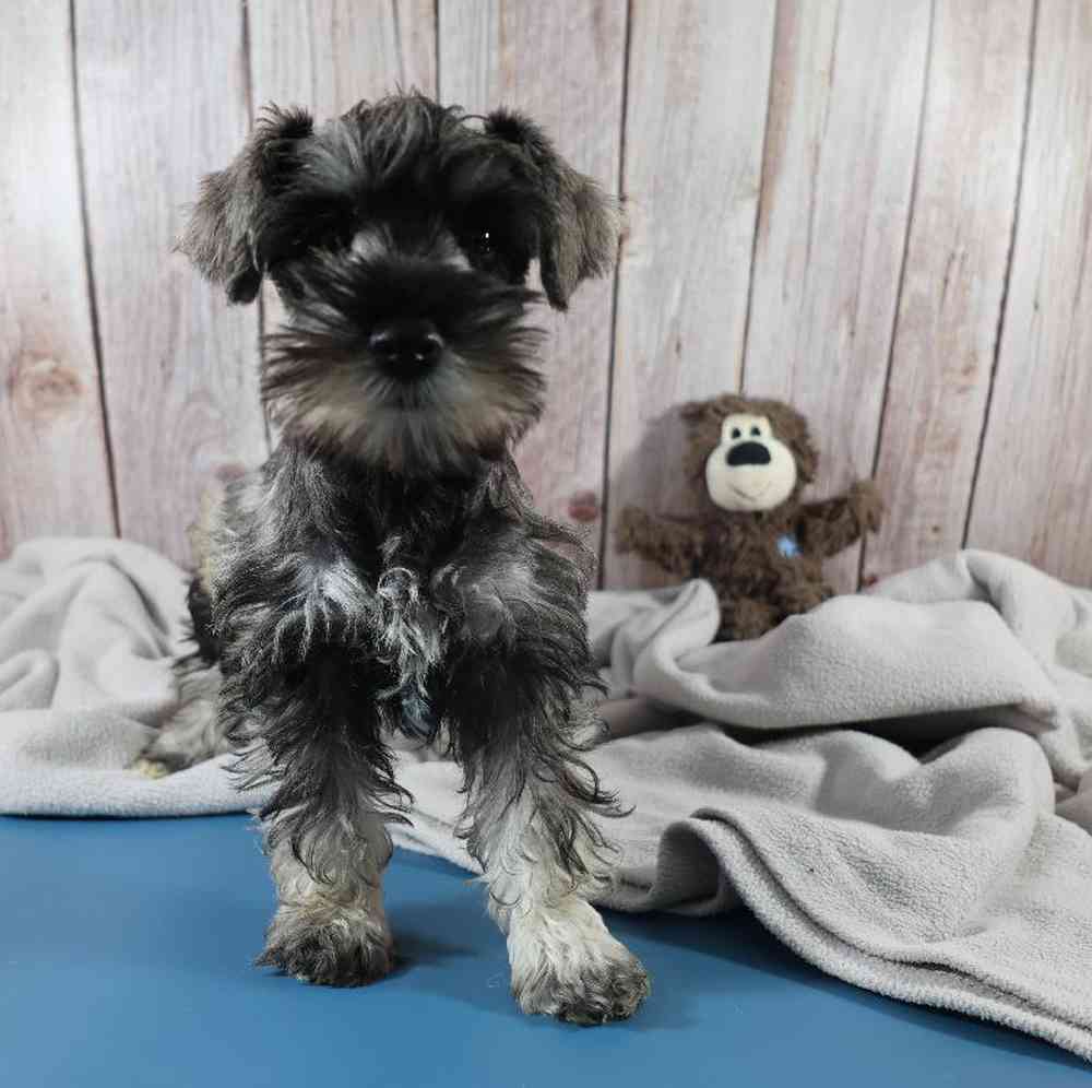 carousel pet images