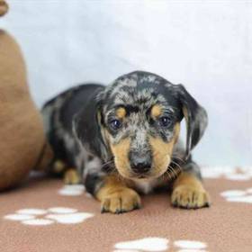 Dachshund
