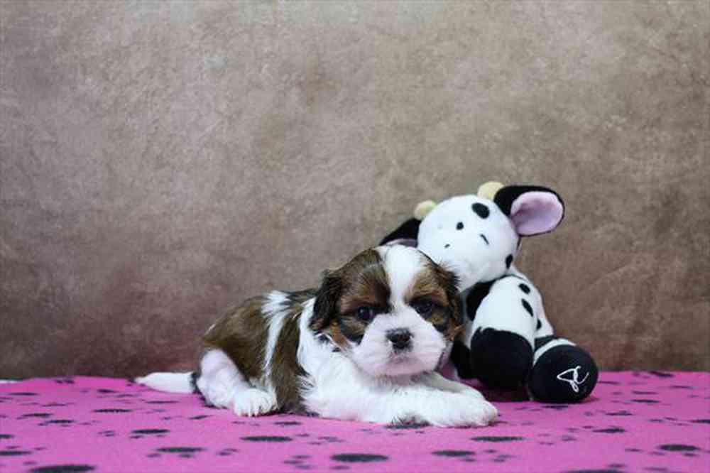 carousel pet images