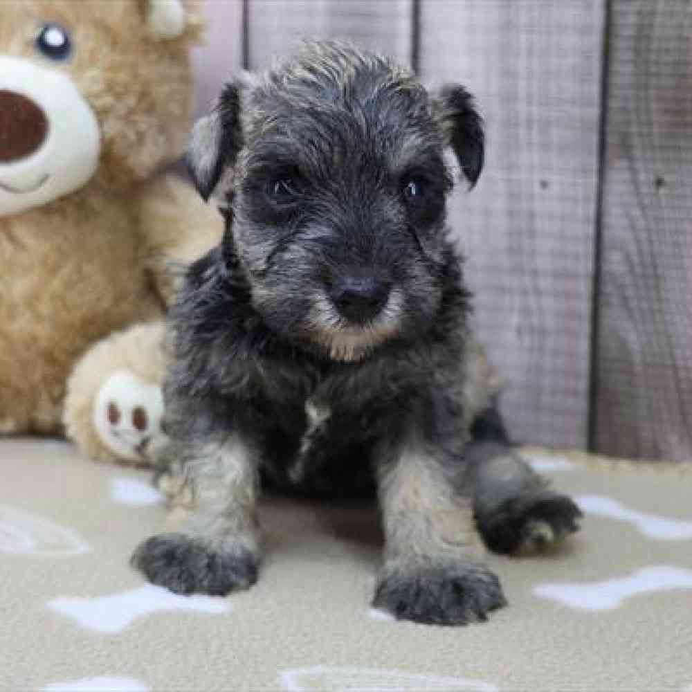 Image of a pet breed in the gallery