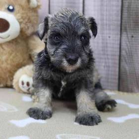 Mini Schnauzer