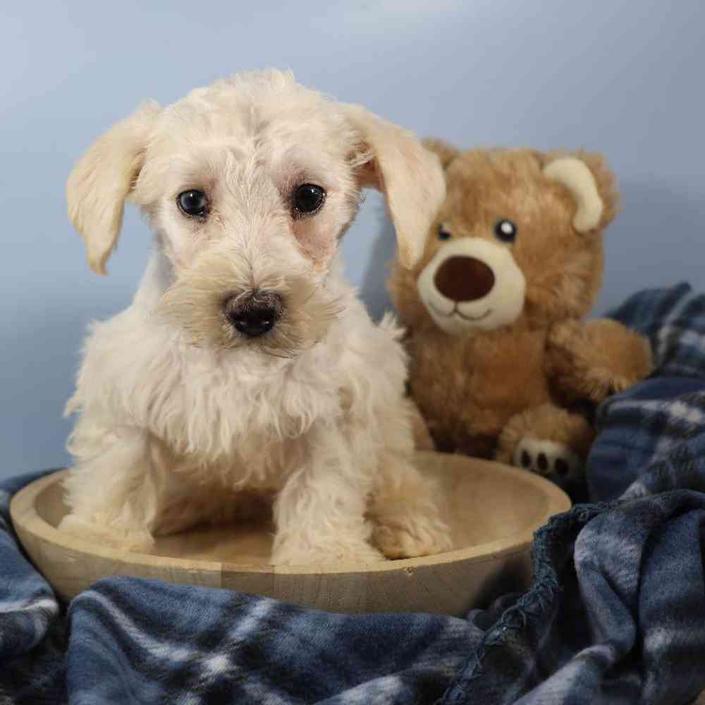 Male Schnoodle Puppy for Sale in Millersburg, IN