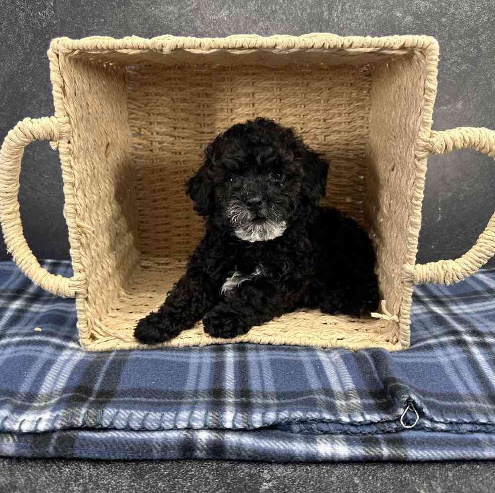 Male Mini Poodle Puppy for Sale in Millersburg, IN