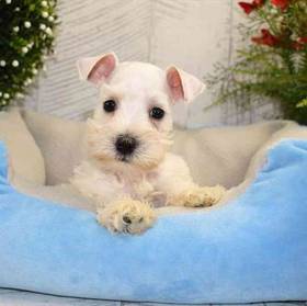 Mini Schnauzer