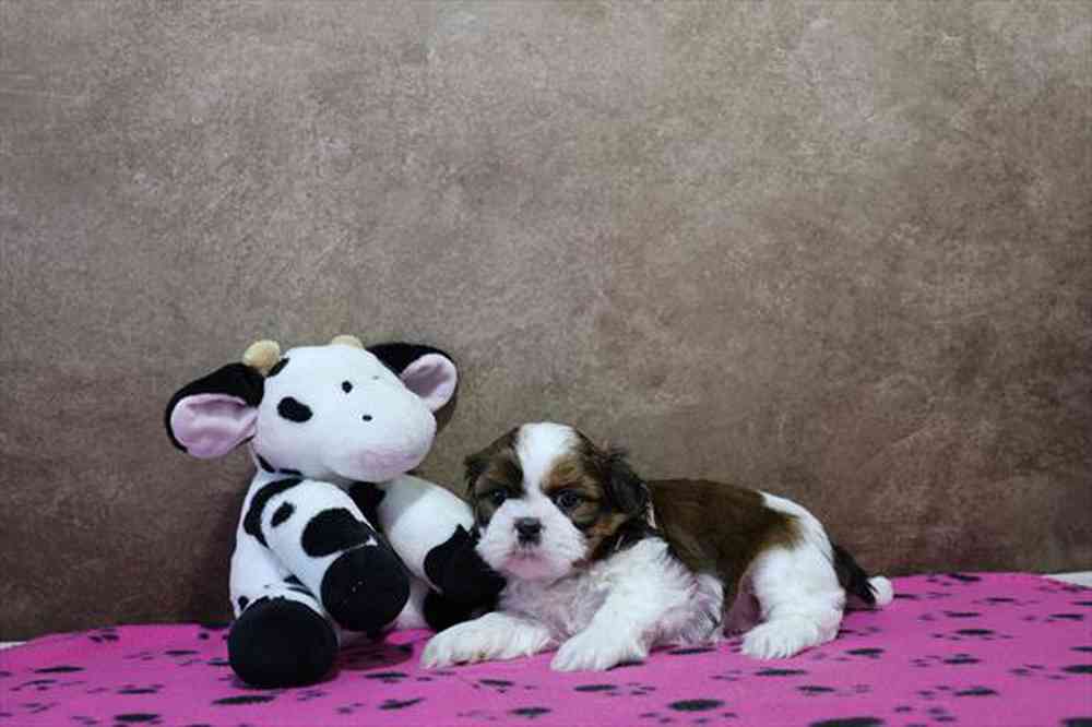 carousel pet images