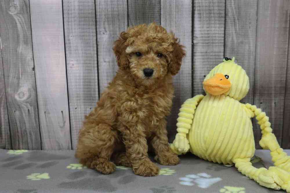 Female Mini Poodle Puppy for Sale in Millersburg, IN
