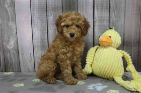 Mini Poodle